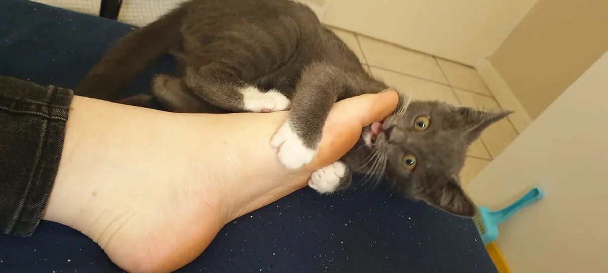 why does my cat bite me