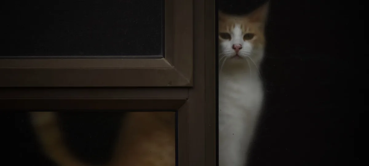 why does my cat chatter at birds