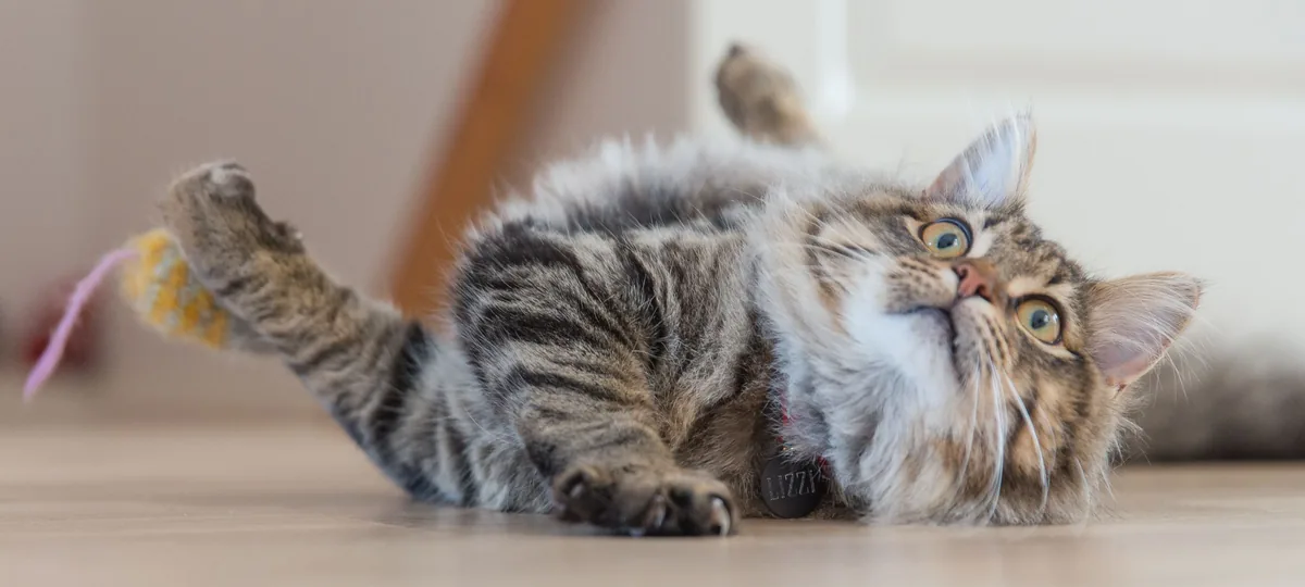 why does my cat get the zoomies