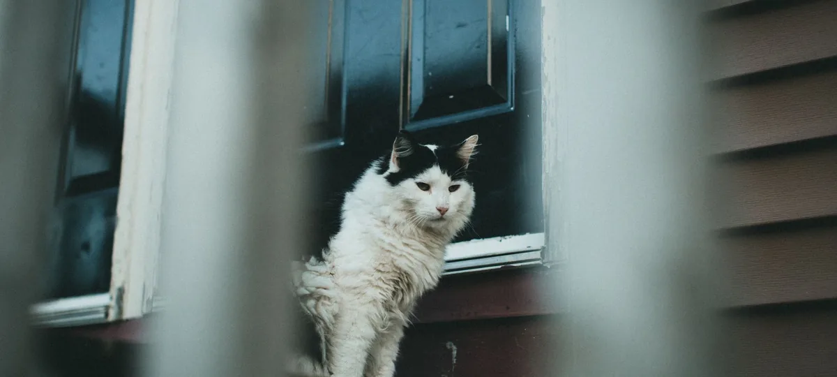 why does my cat hate closed doors