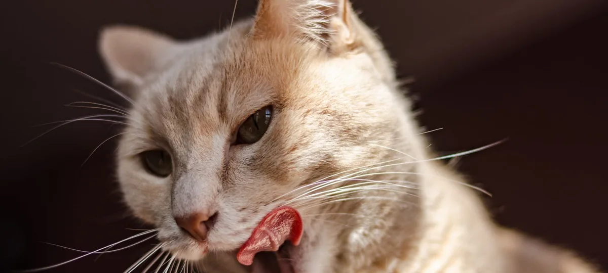 why does my cat lick me