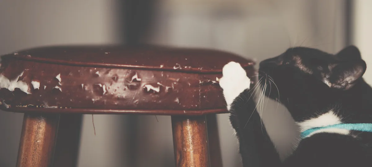 why does my cat scratch furniture