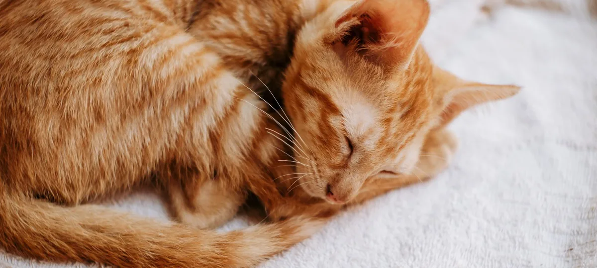 why does my cat sleep so much