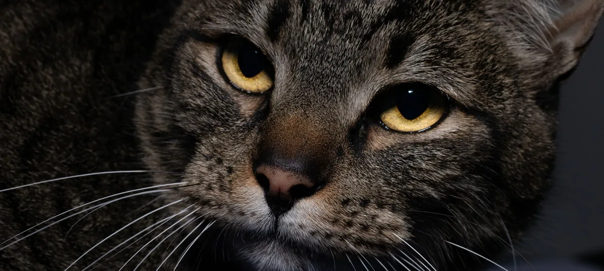 why does my cat stare at me