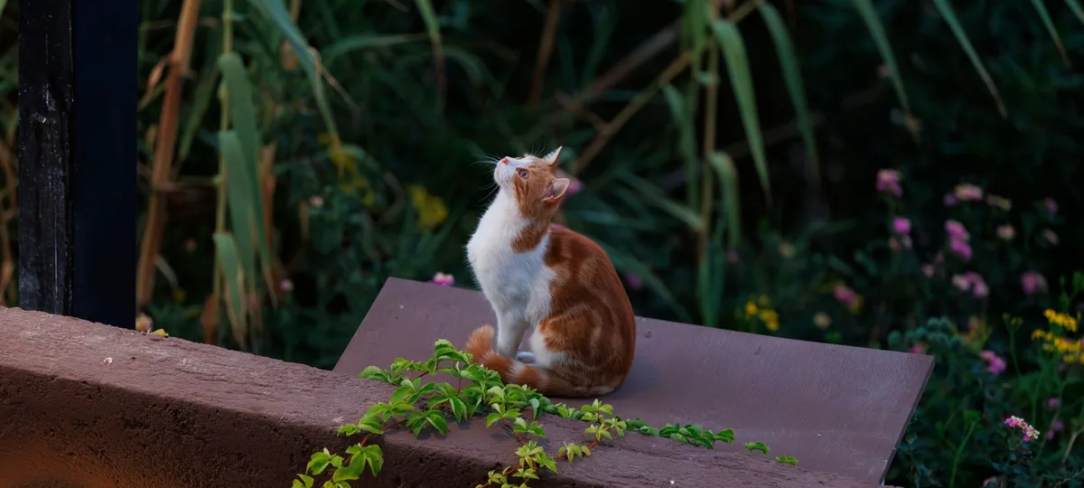 why does my cat stare at the wall